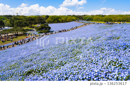茨城県ひたちなか市 ひたち海浜公園のネモフィラ 茨城県ひたちなか市 ひたち海浜公園のネモフィラ 136253617