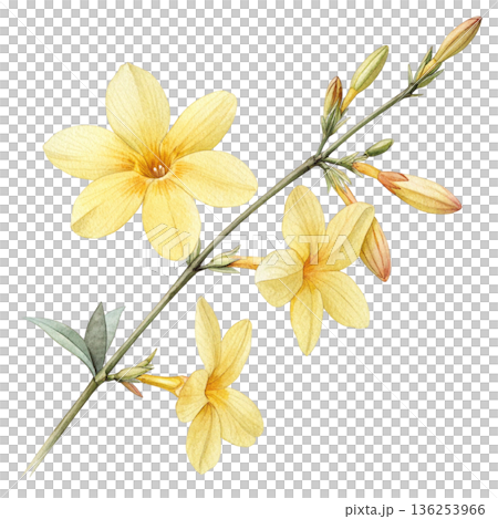 Seasonal Flowers Watercolor White Background Seasonal Flowers Watercolor White Background 136253966