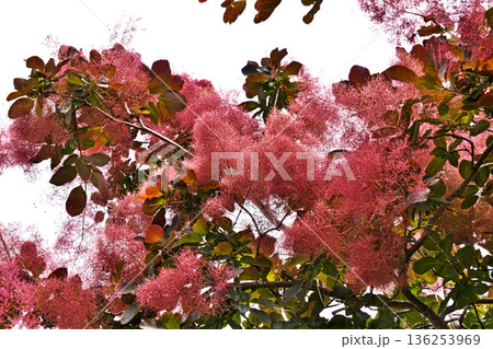 赤銅色のスモークツリーの花（春、五月） 136253969
