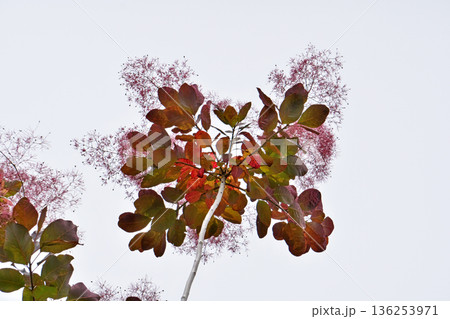 赤銅色のスモークツリーの花（春、五月） 136253971