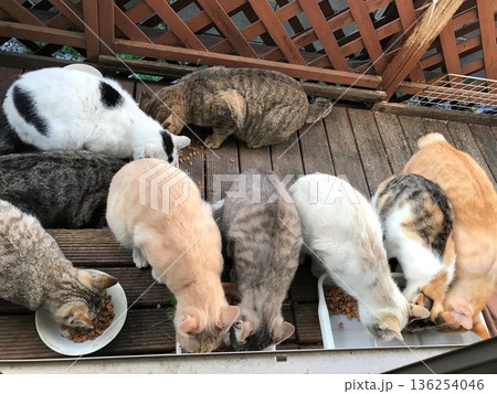 野良猫達のレストラン 野良猫達のレストラン 136254046