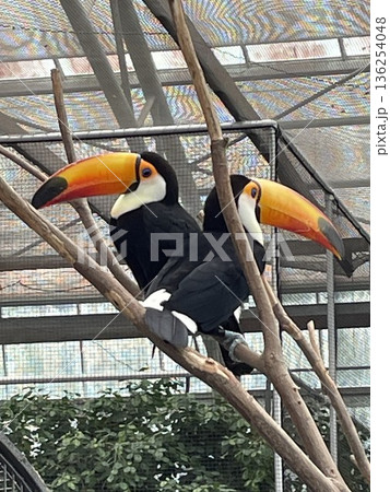 ハートを描くオオハシのカップル 136254048