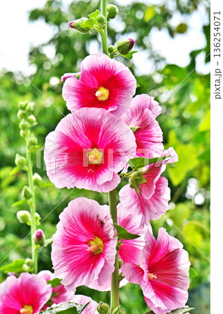 赤いタチアオイの花（春、五月） 136254071