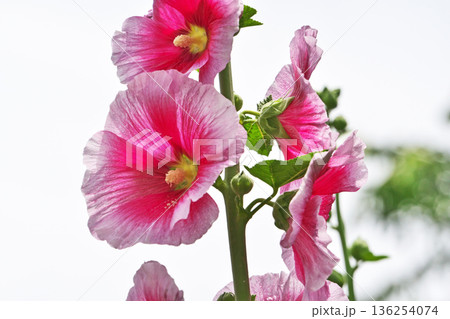 赤いタチアオイの花（春、五月） 136254074