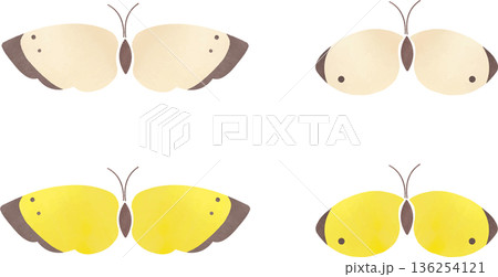 モンシロチョウとモンキチョウのイラスト素材 136254121