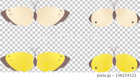 モンシロチョウとモンキチョウのイラスト素材 136254121