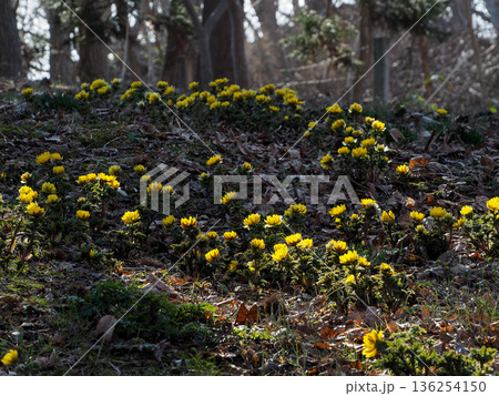有珠善光寺に咲く福寿草 136254150