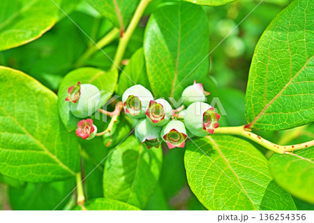 淡い水色のブルーベリーの実（春、五月） 136254356