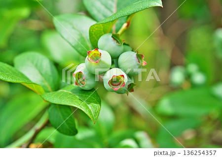 淡い水色のブルーベリーの実(春、五月) 淡い水色のブルーベリーの実(春、五月) 136254357