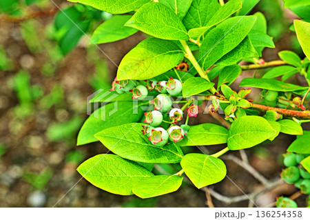 淡い水色のブルーベリーの実（春、五月） 136254358