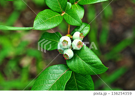 淡い水色のブルーベリーの実(春、五月) 淡い水色のブルーベリーの実(春、五月) 136254359
