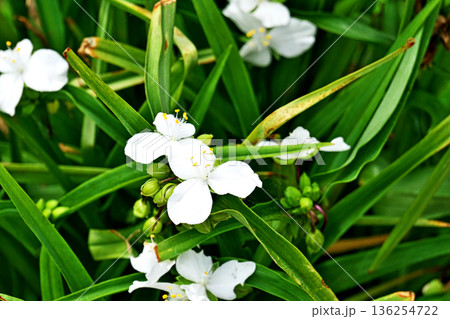 白いムラサキツユクサの花（春、五月） 136254722