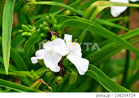 白いムラサキツユクサの花（春、五月） 136254724