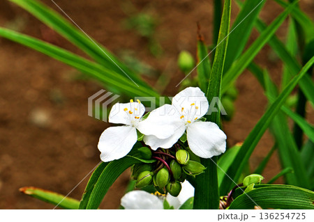白いムラサキツユクサの花（春、五月） 136254725