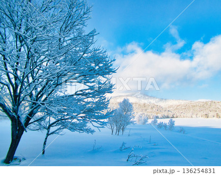 冬の朝 冬の朝 136254831