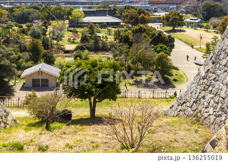 春の明石公園・明石城跡　兵庫県明石市にて 136255019