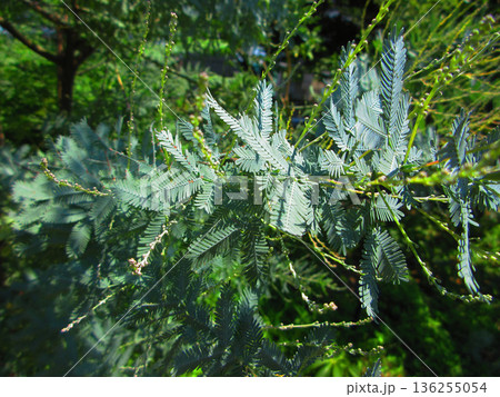 ミモザ(ギンヨウアカシア・プルプレア）の緑の葉の風景 136255054