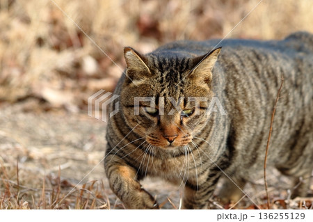 眼光に宿る野性の記憶 136255129