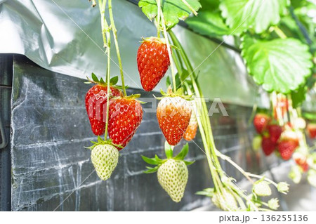 赤く実ったイチゴの果実 ハウスのいちご狩り 赤く実ったイチゴの果実 ハウスのいちご狩り 136255136