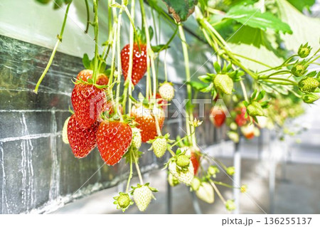 赤く実ったイチゴの果実 ハウスのいちご狩り 赤く実ったイチゴの果実 ハウスのいちご狩り 136255137