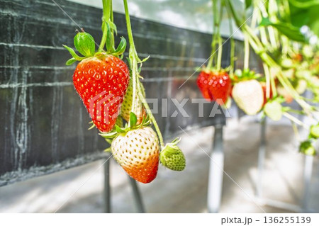 赤く実ったイチゴの果実 ハウスのいちご狩り 赤く実ったイチゴの果実 ハウスのいちご狩り 136255139