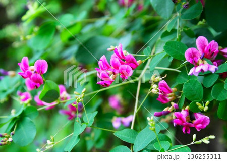 秋の七草萩の花 秋の七草萩の花 136255311
