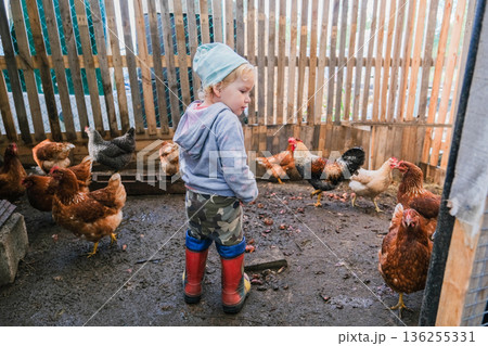 Little girl in chicken coop looking at chickens 136255331