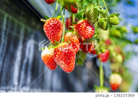赤く実ったイチゴの果実　いちご狩り 136255369