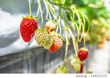 赤く実ったイチゴの果実　いちご狩り 136255372
