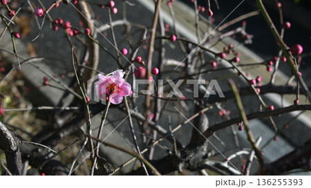 梅の花 梅の花 136255393