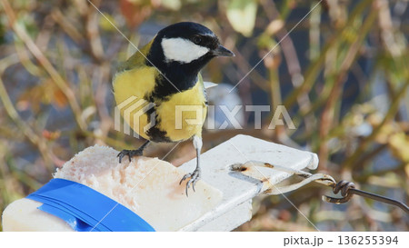 Close-up wildlife photo of a great tit (Parus major) eating animal fat during cold season, illustrating winter bird feeding and survival. Close-up wildlife photo of a great tit (Parus major) eating animal fat during cold season, illustrating winter bird feeding and survival. 136255394