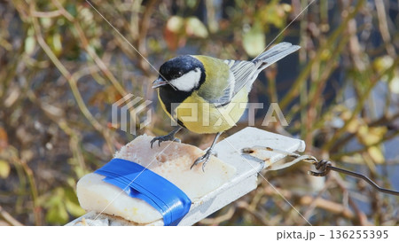 European great tit feeding on lard during cold season, highlighting bird nutrition, backyard wildlife, and seasonal nature behavior. European great tit feeding on lard during cold season, highlighting bird nutrition, backyard wildlife, and seasonal nature behavior. 136255395