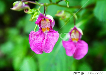 ツリネソウの花 136255483