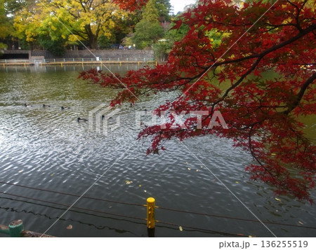 公園の秋 136255519
