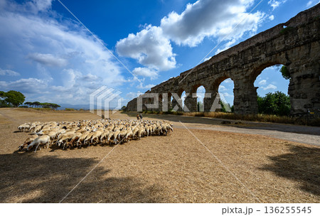 Sheep crossing dry field below ancient aqueduct arches in Parco degli Acquedotti, a historic green area in Rome, Italy. Sheep crossing dry field below ancient aqueduct arches in Parco degli Acquedotti, a historic green area in Rome, Italy. 136255545