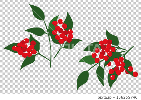 シンプルな南天のイラストセット 136255740