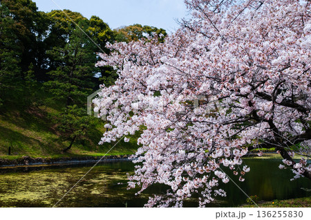 皇居とさくら 136255830