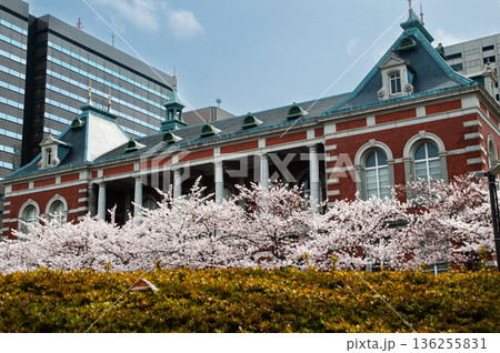法務省旧本館とさくら 136255831