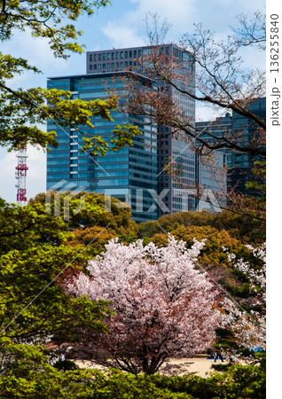 皇居東御苑とさくら 136255840