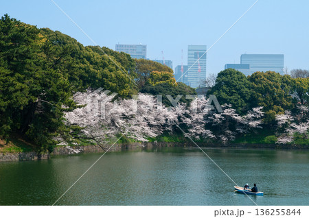 千鳥ヶ淵のさくら 千鳥ヶ淵のさくら 136255844