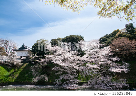 千鳥ヶ淵のさくら 136255849