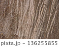 自然の質感あふれる木の樹皮テクスチャ05 136255855