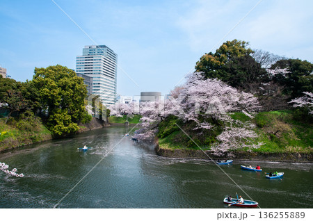 千鳥ヶ淵のさくら 136255889