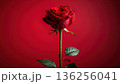 A single beautiful red rose blossom with green leaves and a delicate bud stands isolated on a black background as a romantic floral gift for Valentine's Day 136256041