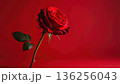 A single beautiful red rose blossom with green leaves and a delicate bud stands isolated on a black background as a romantic floral gift for Valentine's Day 136256043