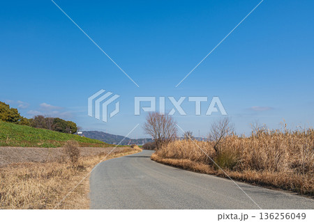 淀川右岸堤防下の河川敷の遊歩道　高槻市 136256049