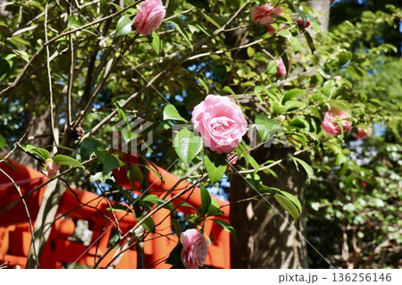 凛と咲く乙女椿 136256146