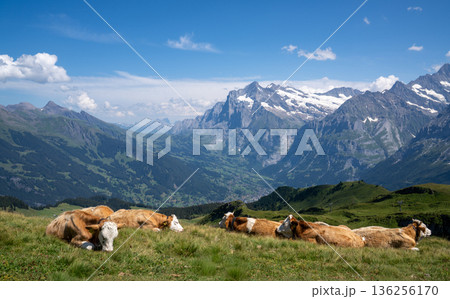 スイスアルプス・グリンデルワルド村の高原で草を食む牛 136256170