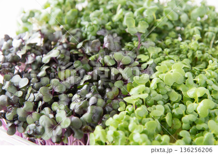 スプラウト寄せ植え スプラウト寄せ植え 136256206