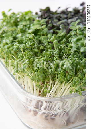 スプラウト寄せ植え 136256227